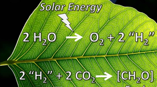 Risultati immagini per foglia artificiale