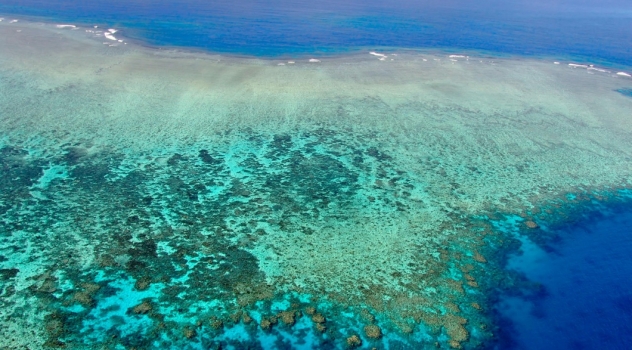 Grande barriera corallina: l'accresciuta acidità dell'acqua incide sulla vita dei coralli ?