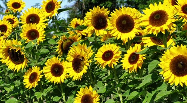 Girasoli per decontaminare il suolo di Fukushima