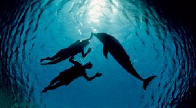 Parlare coi delfini con un traduttore subacqueo