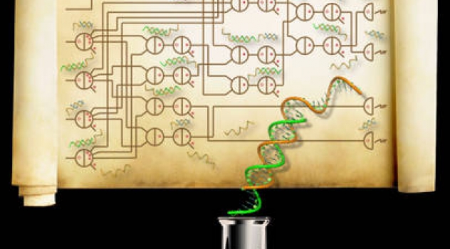 Il DNA per calcolare la radice quadrata di un numero