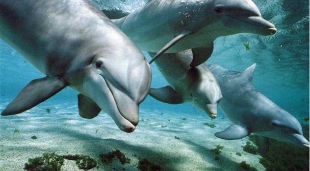 E se l’Uomo non fosse l’unica specie intelligente sul pianeta Terra?