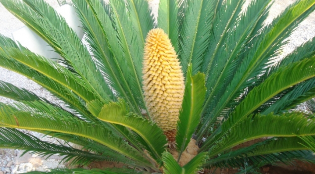 Fossili viventi: le Cycas attuali non arrivano dal Cretaceo